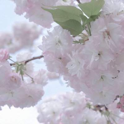 西区福瑞交流群